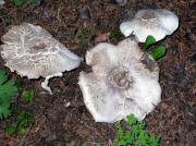 Agaricus pilatianus 2