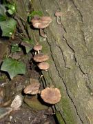 Psathyrella melanthina