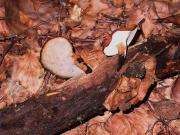 Polyporus varius