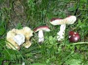 Russula atropurpurea