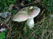 Cualbra-llora (Russula cyanoxantha)