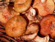 Rovelló, Nízcalo (Lactarius sanguifluus)