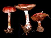 Cortinarius rufoolivaceus (Pers.) Fr.