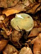 Russula virescens