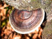 Polypore brillant, polypore nid d'abeilles (Scenidium nitidum)