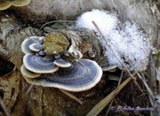 Bolets de Soca de Colors (Trametes versicolor)