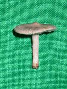 Tricholome gris souris (Tricholoma myomyces)