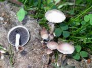 Panaeolus sphinctrinus