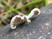 Schizophyllum commune Fr