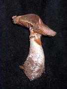 Cortinarius torvus (Fr.:Fr.) Fr.