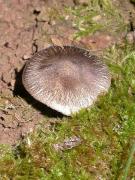 Tricholome terreux, fredolic (Tricholoma terreum)