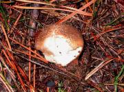 Pet de llop (Lycoperdon umbrinum)