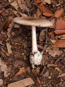 Amanita vaginata