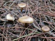 Clitocybe vermicularis