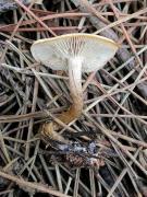 Clitocybe vermicularis