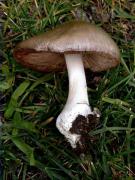 Volvariella gloicephala (De Cand.:Fr.) Boekhout & Enderle