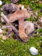 Inocybe des renards (Inocybe vulpinella)