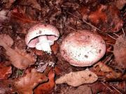 Xampinyò (Agaricus bisporus)