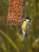 Mallerenga carbonera (Parus major)