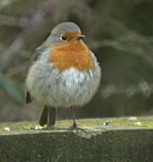 Pit Roig (Erithacus rubecula)