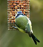 Mallerenga blava (Parus caeruleus)