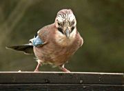 Gaig (Garrulus grandarius)