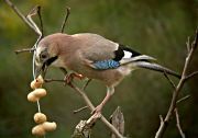 Gaig (Garrulus grandarius)