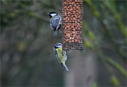 Mallerenga carbonera i blava (Parus major-caeruleus)