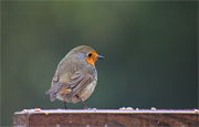 Pit-Roig (Erithacus rubecula)