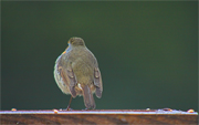 Pit-Roig (Erithacus rubecula)