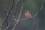 Pinsà comú (Fringilla coelebs)