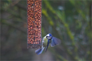 Mallerenga blava (Parus caeruleus)