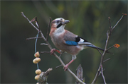 Gaig (Garrulus glandarius)