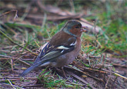 Pinsà comú (Fringilla coelebs)