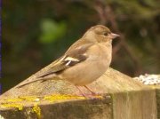 Pinsà  comú femella (Fringilla coelebs)