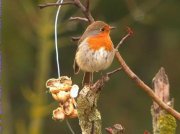 Pit roig (Erithacus rubecula)