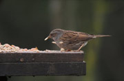 Pardal de bardissa  (Acentor común)(Prunella modularis)