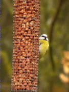 Mallerenga blava (Parus caeruleus)