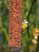 Mallerenga blava (Parus caeruleus)