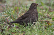 Merla (Mirlo común)(Turdus merula)