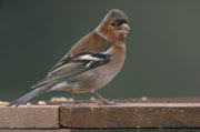 Pinsá comú (Pinzón vulgar) (Fringilla coelebs)