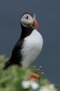 Fraret (Fratercula arctica)