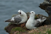 Fulmar (Fulmarus glacialis)