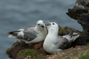 Fulmar (Fulmarus glacialis)