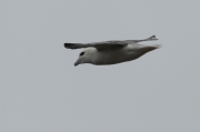 Fulmar (Fulmarus glacialis)