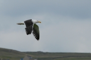 Gavinot (Larus marinus)