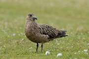 Paràsit gros (Stercorarius skua)