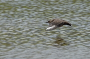 Paràsit gros (Stercorarius skua)