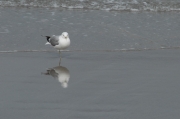 Gavina cendrosa (Larus canus)