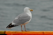 Gavià argentat de potes roses (Larus argentatus)